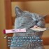 PURÉ LOPETS CREAMY SNACK GATO ATUN 60 GRS PURÉ LOPETS CREAMY SNACK GATO ATUN 60 GRS