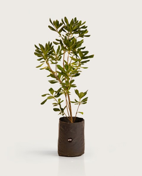 Pittosporum Tobira M - H: 80cm