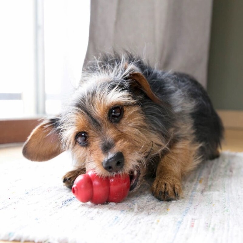 KONG CLASSIC SMALL KONG CLASSIC SMALL
