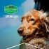 DOG CHOW EN SALSA ADULTO POLLO 100 GRAMOS DOG CHOW EN SALSA ADULTO POLLO 100 GRAMOS