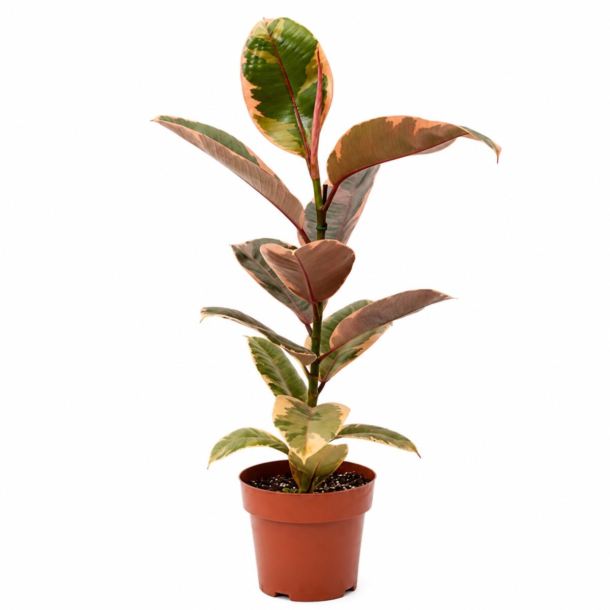 FICUS ELASTICA (GOMERO) VARIEGADO ROSADO (RUBY) M 1 RAMA 