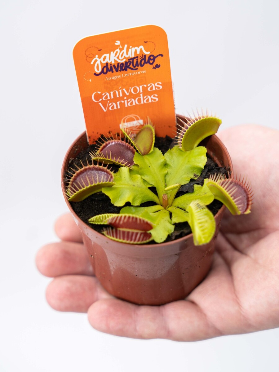 PLANTA INSECTÍVORA DIONAEA ( CARNIVORA ) PLANTA INSECTÍVORA DIONAEA ( CARNIVORA )