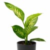 DIEFFENBACHIA EN MACETA CERAMICA NEGRA