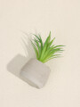 Planta Suculenta 694 Mini, Mix Color Unico