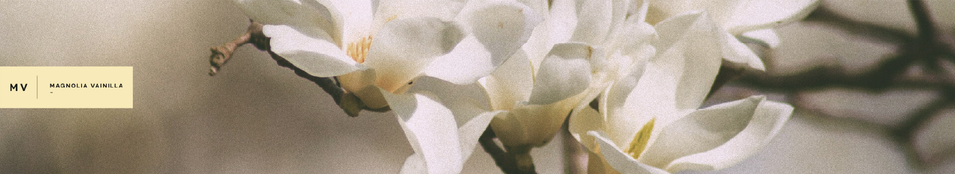MAGNOLIA VAINILLA