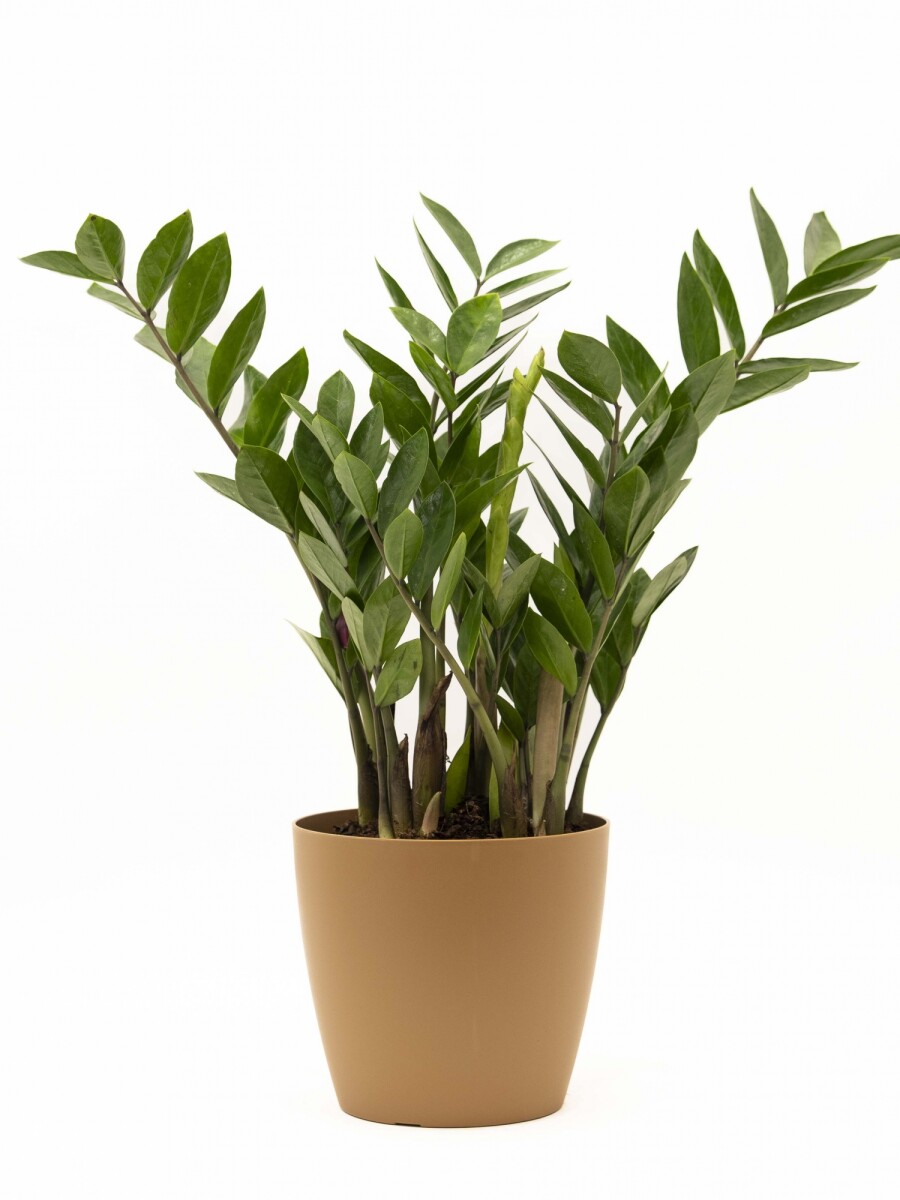ZAMIOCULCA CON PORTAMACETA PLASTICA OCHRE