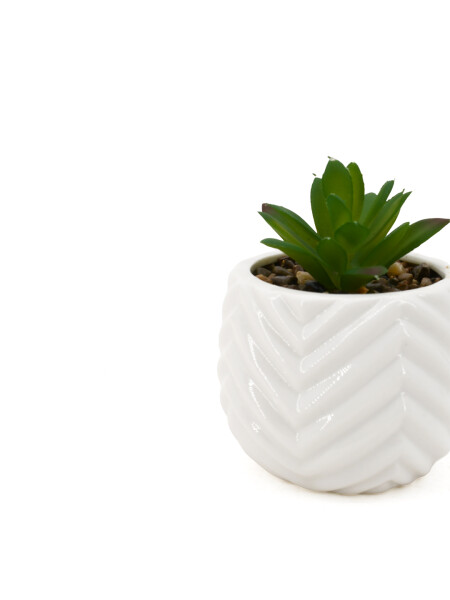 SUCULENTA QUEEN BLANCO