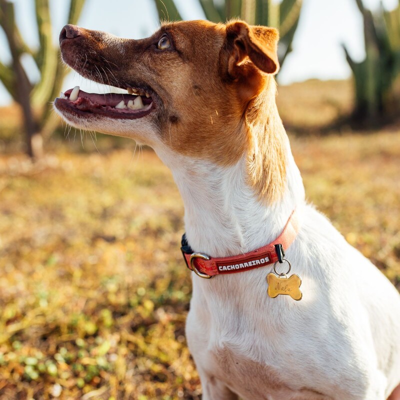 Collar de paseo Cachorreiros Coral Talle S/P
