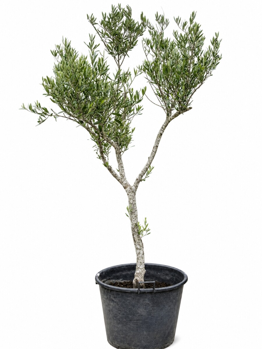 OLIVO XXL ARBOL OLIVO XXL ARBOL