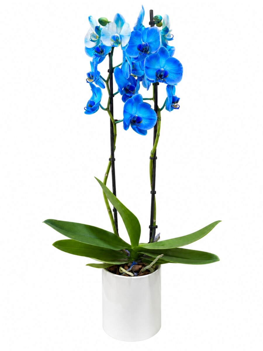 ORQUIDEA AZUL CON MACETA BLANCA