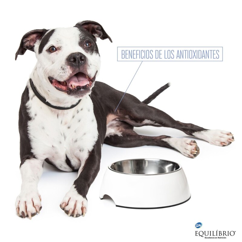 EQUILIBRIO PERROS ADULTOS TODAS LAS RAZAS ACTIVE 2 KG