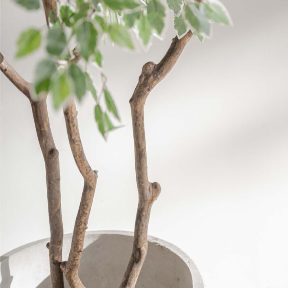 Planta / Ficus Varigata 1.75 m Planta / Ficus Varigata 1.75 m