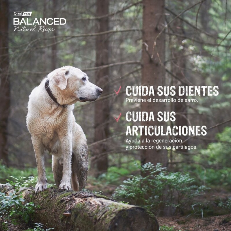 VITALCAN BALANCED EXCLUSIVE PERROS ADULTOS CERDO 15KG MÁS 3K DE REGALO