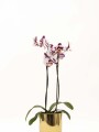 ORQUIDEA CON MACETA MINIMALISTA DORADA