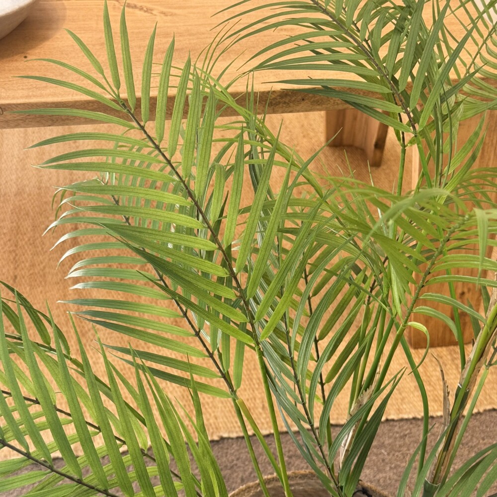 Palmera de Areca Palmera de Areca