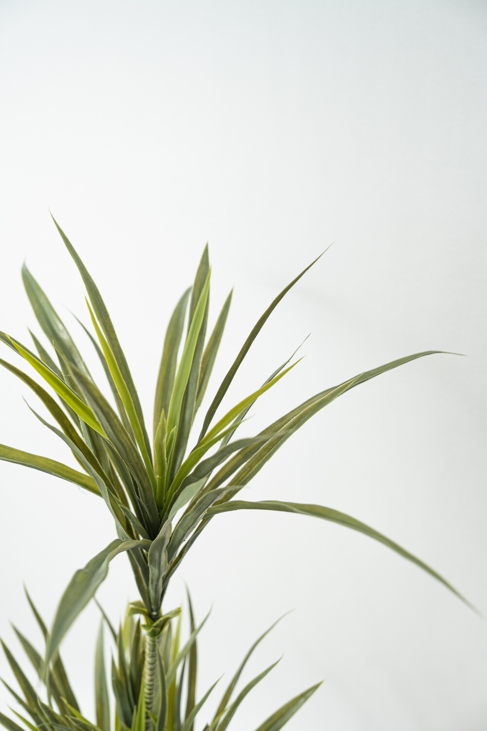 Planta Cintas Color Unico