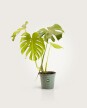 Monstera "esqueleto de caballo" - H: 60cm Monstera "esqueleto de caballo" - H: 60cm