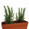JARDINERA CON ROMEROS TERRACOTA