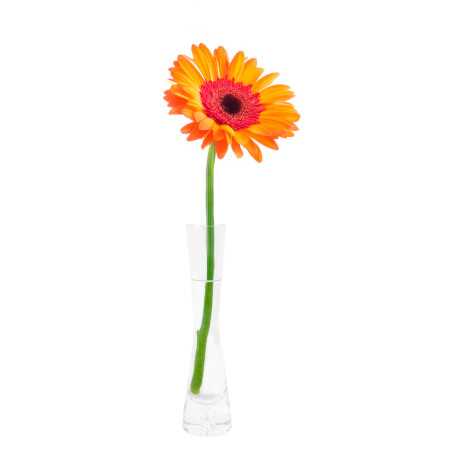 Florero de vidrio Florero de vidrio
