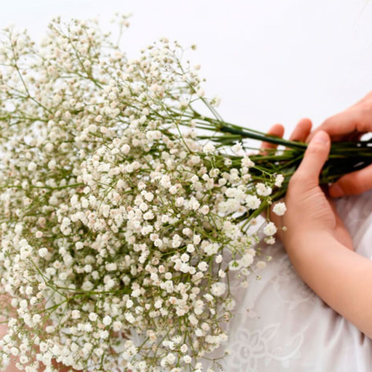 Rama de Paniculata Blanca 