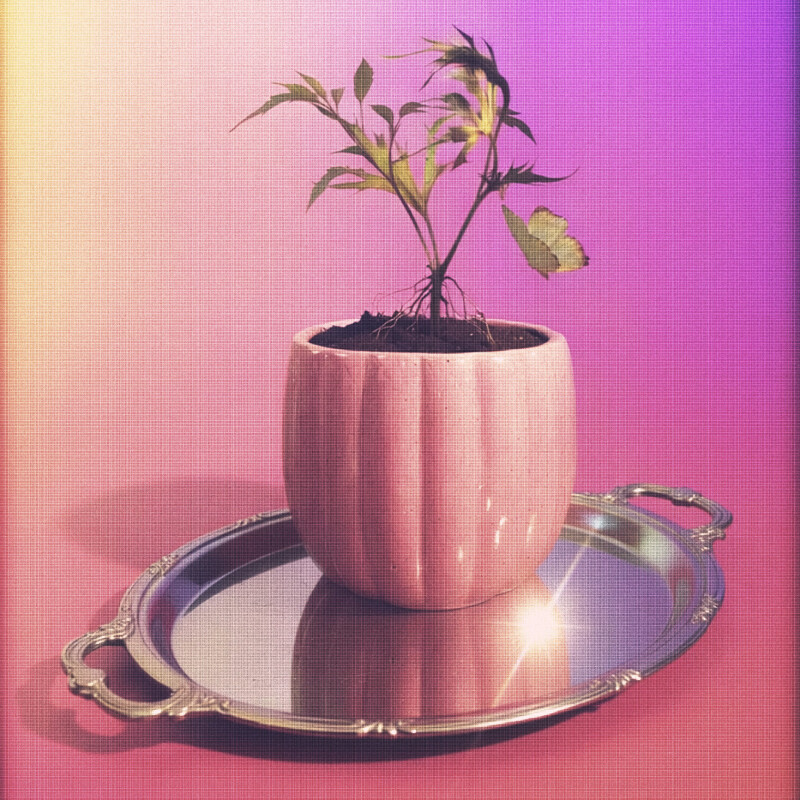 Maceta de cerámica Bellota rosa