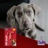 MARTILLO GOMA PET INJET PLAY MARTILLO GOMA PET INJET PLAY