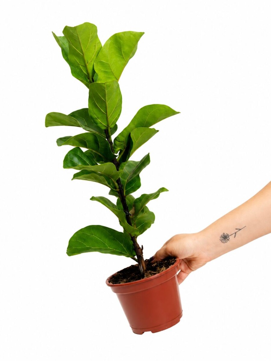 FICUS LYRATA BABY FICUS LYRATA BABY