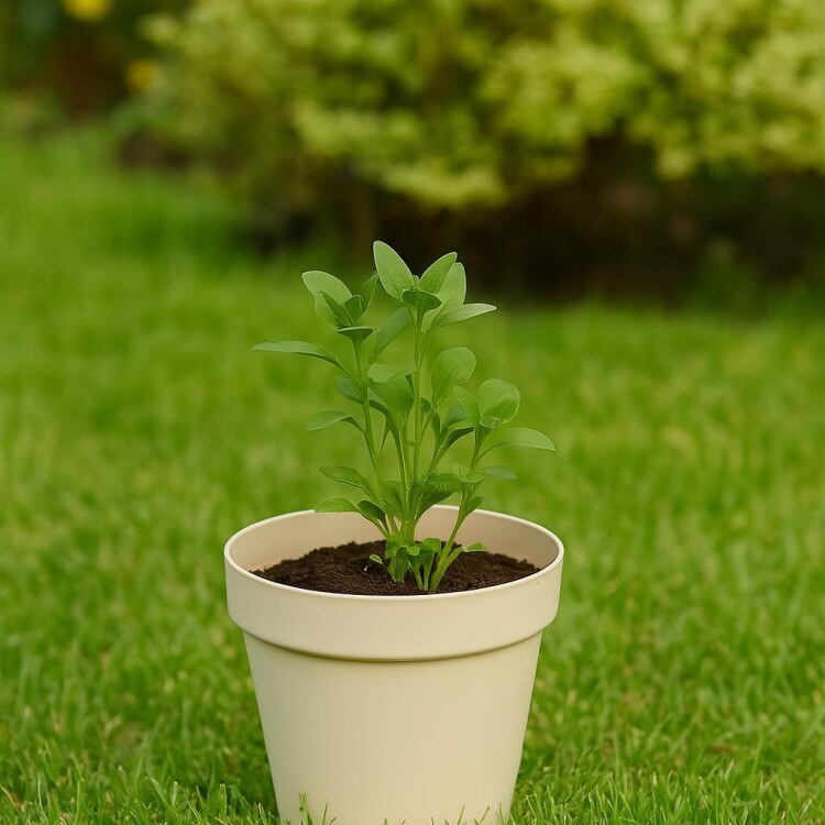 MACETA REDONDA FLORATTA 3 LITROS BEIGE REF 8500ARE GRIS