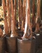 Palmera Pindo XL H: 2.5m / 3m