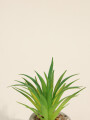 Planta Suculenta 694 Mini, Mix Color Unico