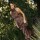 Gala Boho Dress Dots Chocolate