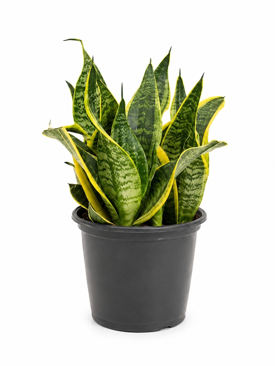 SANSEVIERIA ( ESPADA DE SAN JORGE) M HOJAS BAJAS SANSEVIERIA ( ESPADA DE SAN JORGE) M HOJAS BAJAS