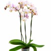 ORQUÍDEA MINI CON MACETA TRANSPARENTE