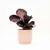 CALATHEA CON MACETA CERAMICA ROSA