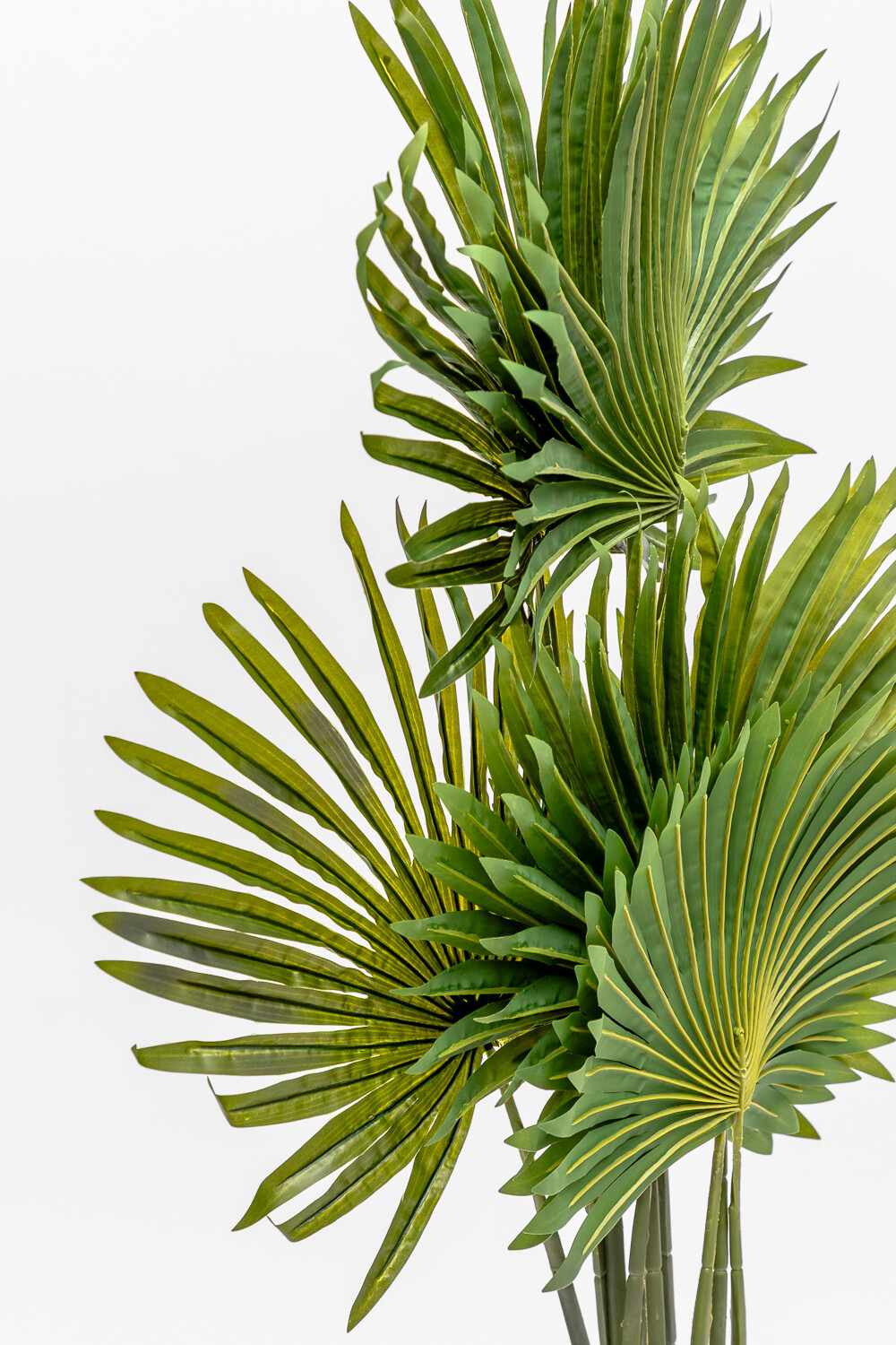 Planta Palmera China Color Unico