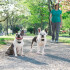 Collar De Entrenamiento Para Perros ADIESTRADOR DE PERROS COLLAR SMART