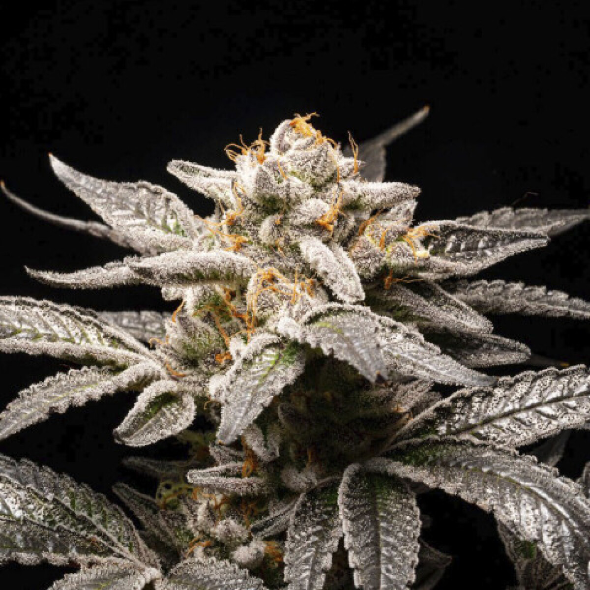 HIGH THC FEM MIX X6 UNIDADES 