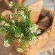 Ramo de Florcitas Blanca