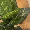 Planta Galatea Planta Galatea