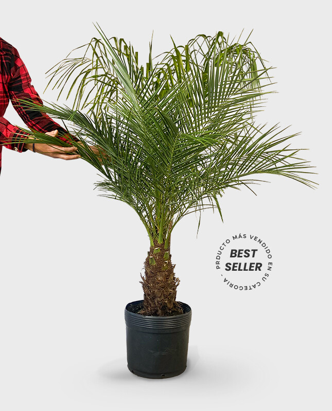 Palmera Roebelenii M - H: 80cm