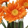 Flor Artificial Gerbera naranja Tallo Largo Flor Artificial Gerbera naranja Tallo Largo