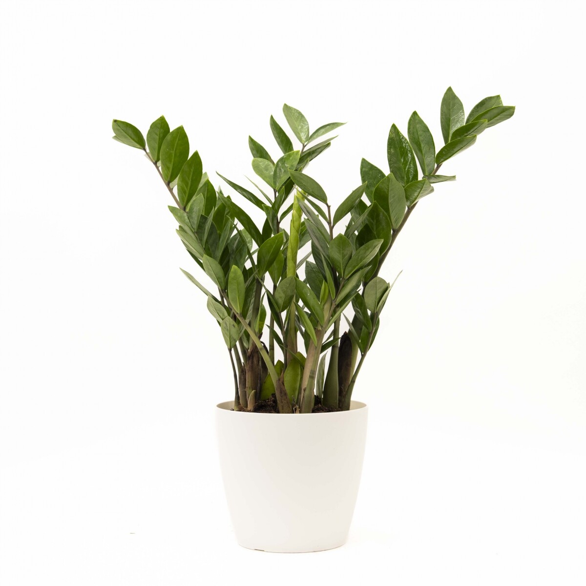 ZAMIOCULCA CON PORTAMACETA PLASTICA - BLANCA 