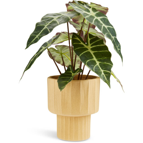 Planta Artificial Marius Ø38Xa42Cm