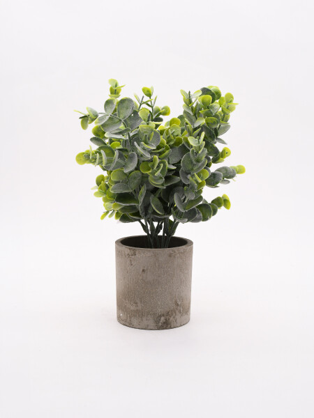 ARBUSTO EUCALIPTO VERDE