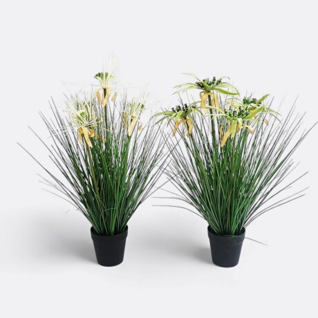 Planta Con Maceta Papiro Planta Con Maceta Papiro