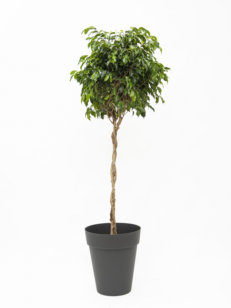 FICUS BENJAMINA TOPEADO CON MACETA FICUS BENJAMINA TOPEADO CON MACETA
