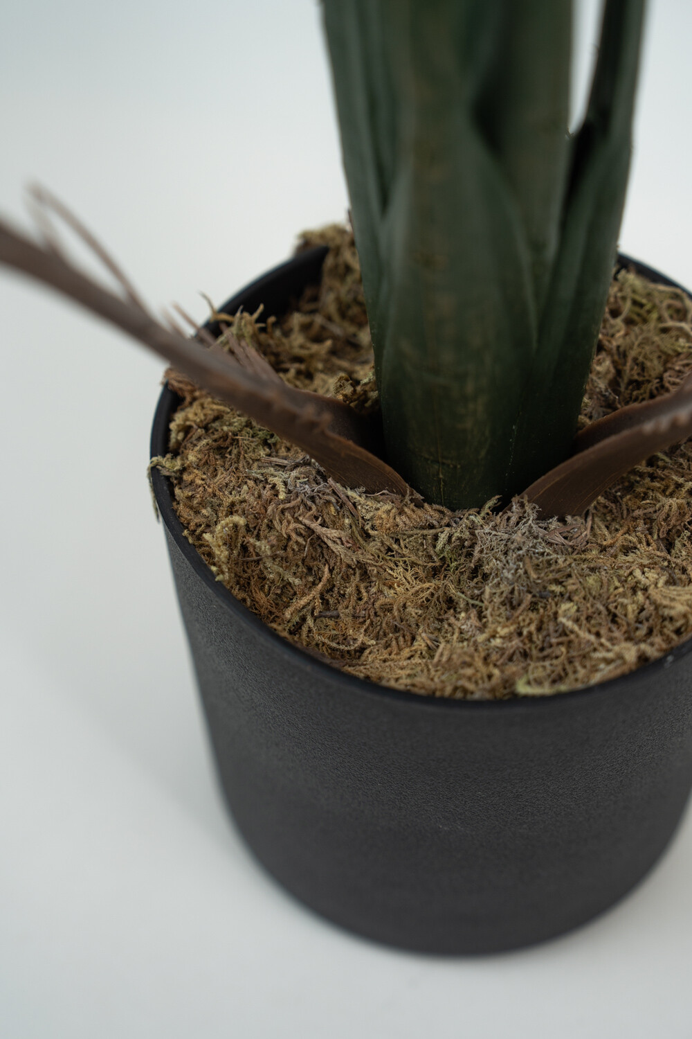 Planta Alocasia Gageana Color Unico