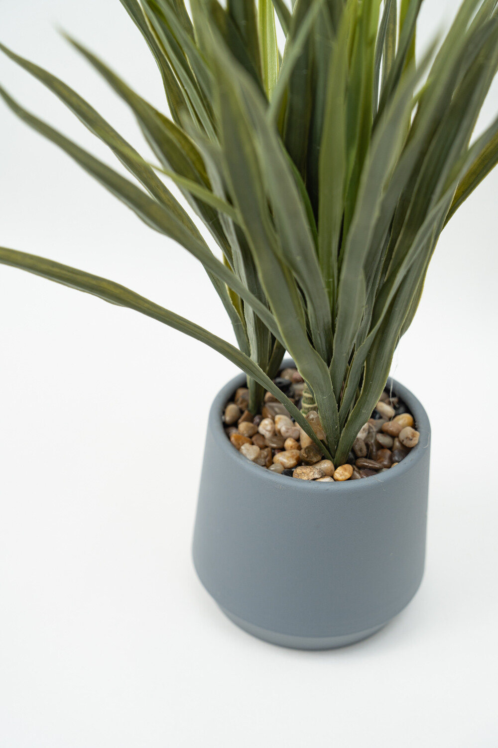 Planta Cintas Color Unico