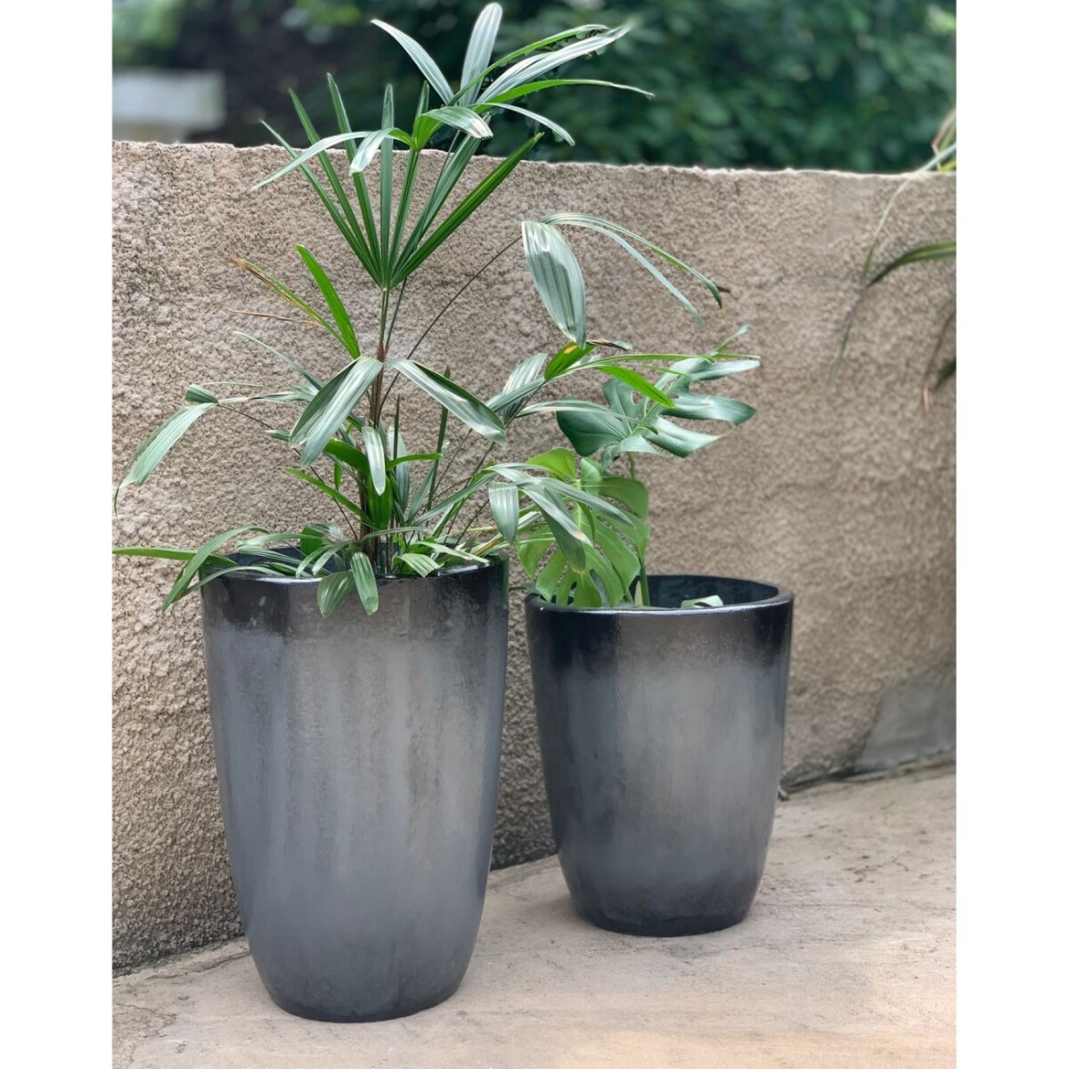 Maceta Ficus, L, gris 