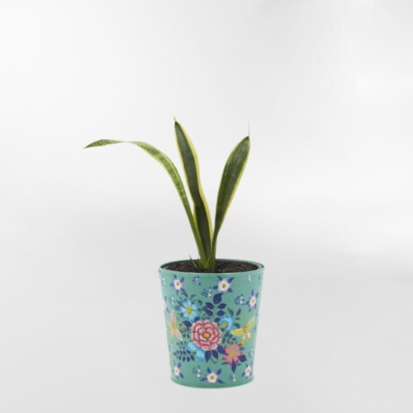 MACETERO FRIDA Celeste - Small